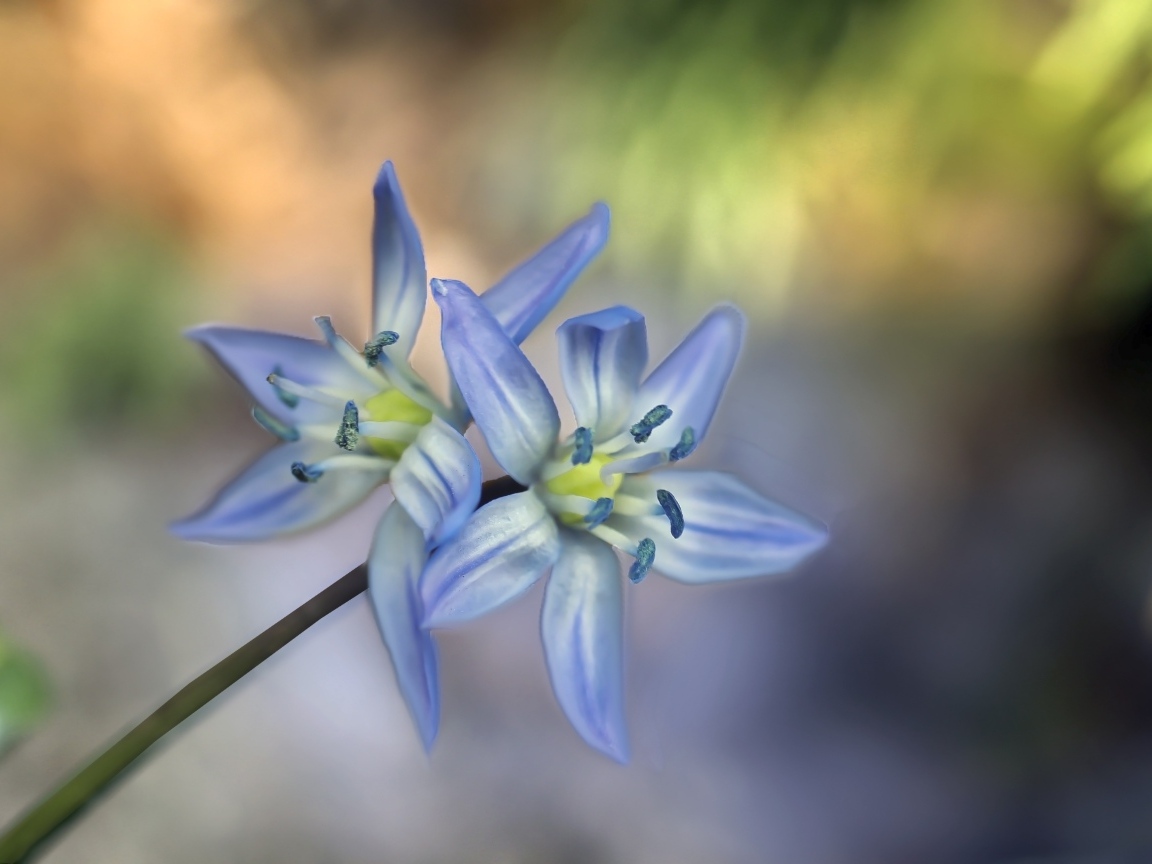 Два синих цветка пролесок крупным планом