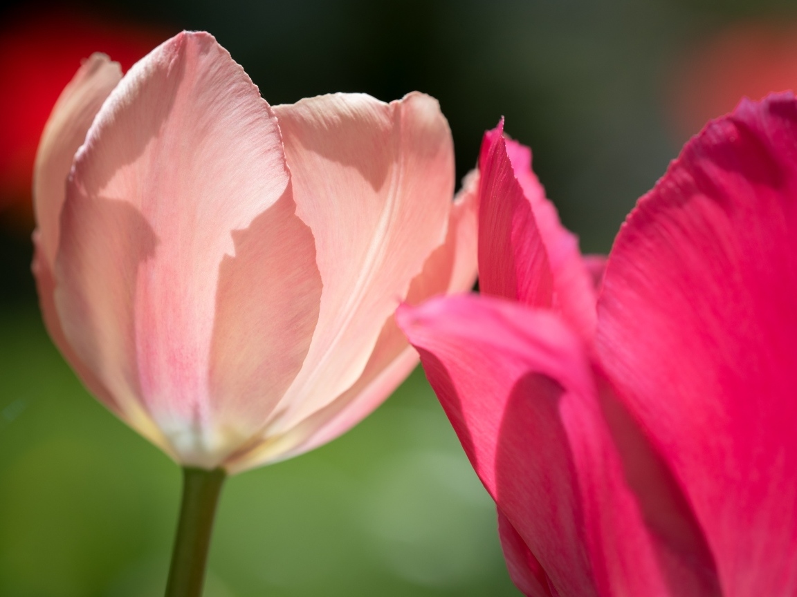 Два нежных тюльпана в лучах солнца