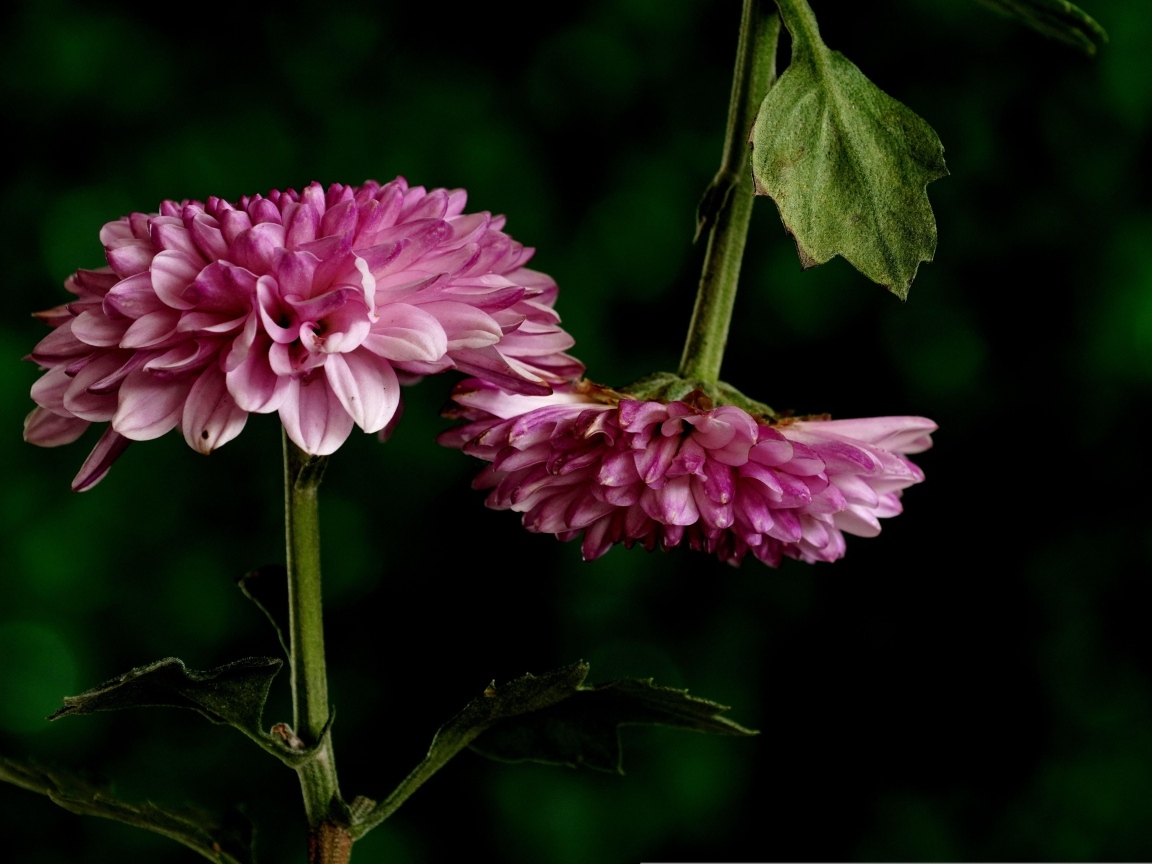 Два розовых цветка хризантемы