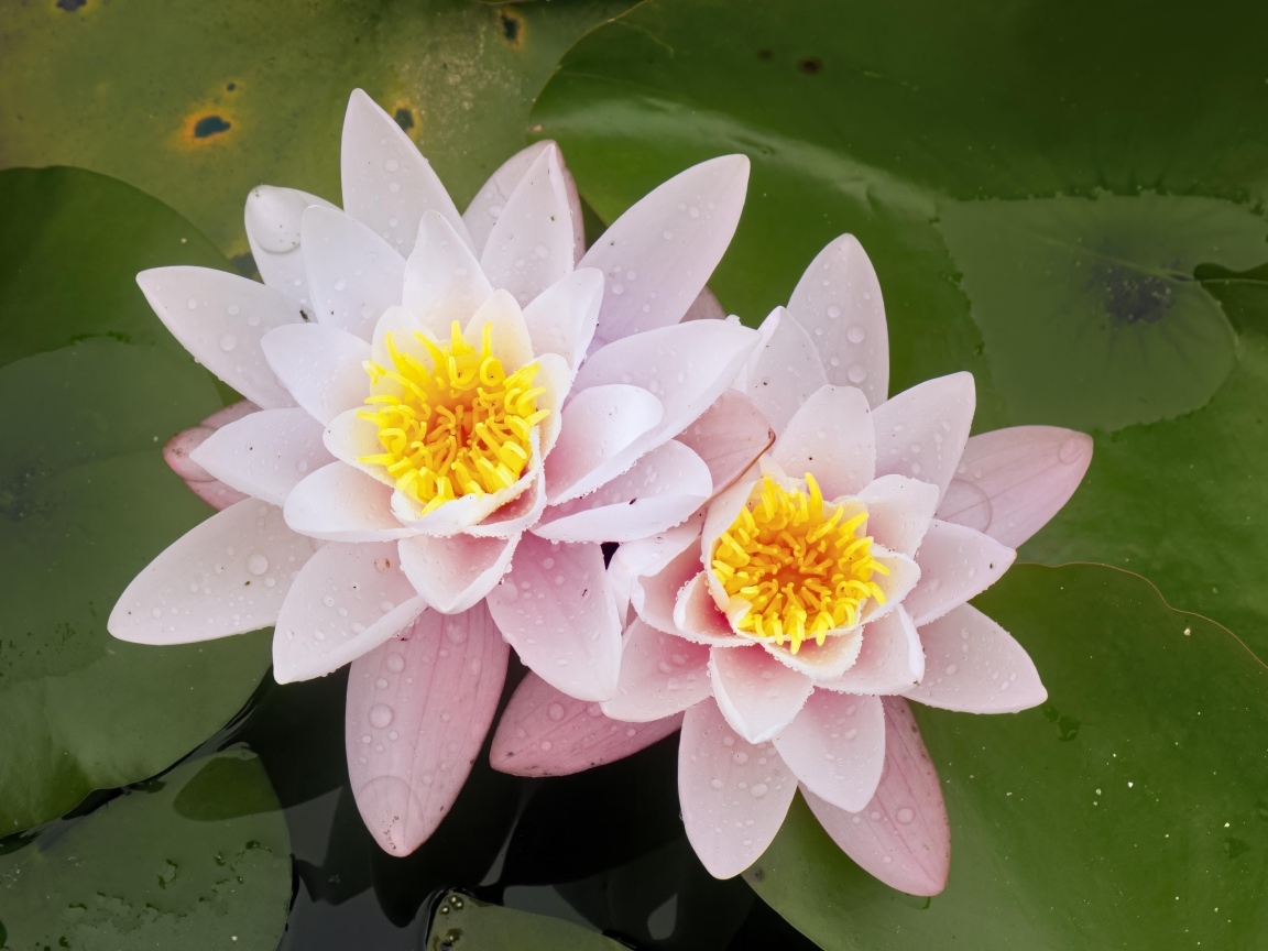 Две розовые водяные лилии в воде с зелеными листьями