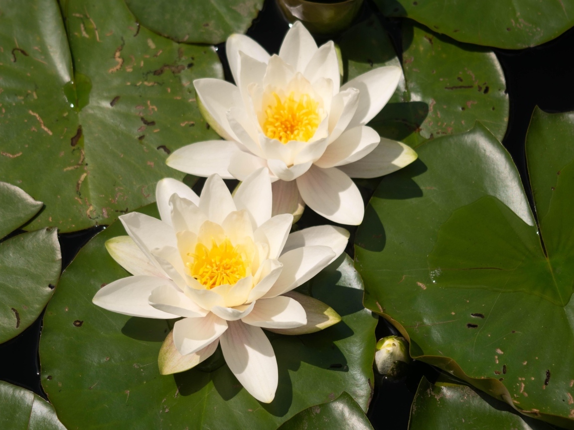 Два цветка водяной лилии с большими зелеными листьями в пруду