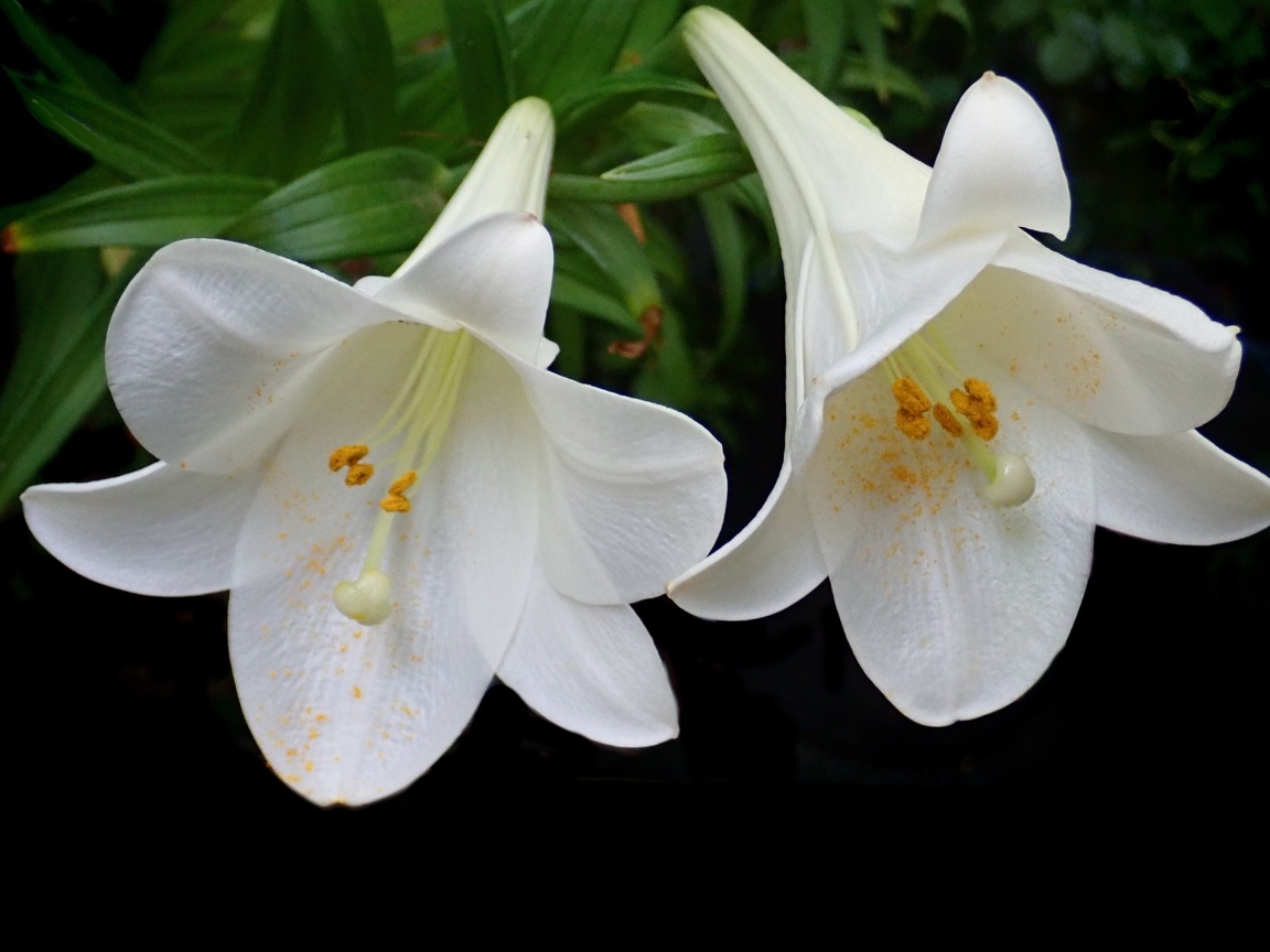 Две белые лилии в желтой пыльце на черном фоне