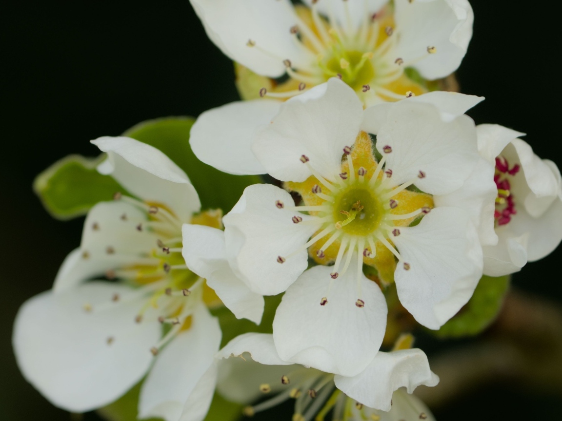 Белые цветы яблони крупным планом на черном фоне