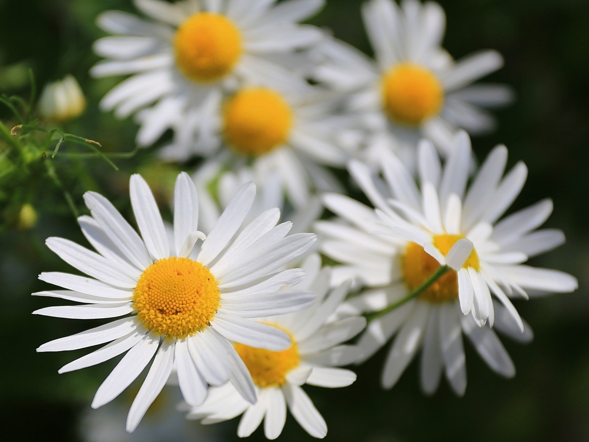 Белые цветы ромашки крупным планом