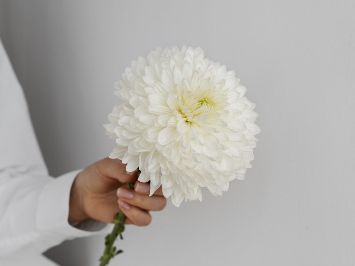 Белый цветок хризантемы в руке