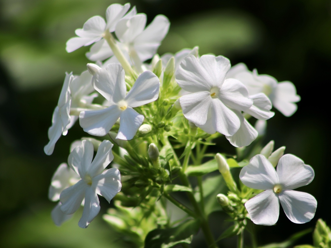 Белые нежные цветы флокс на клумбе летом