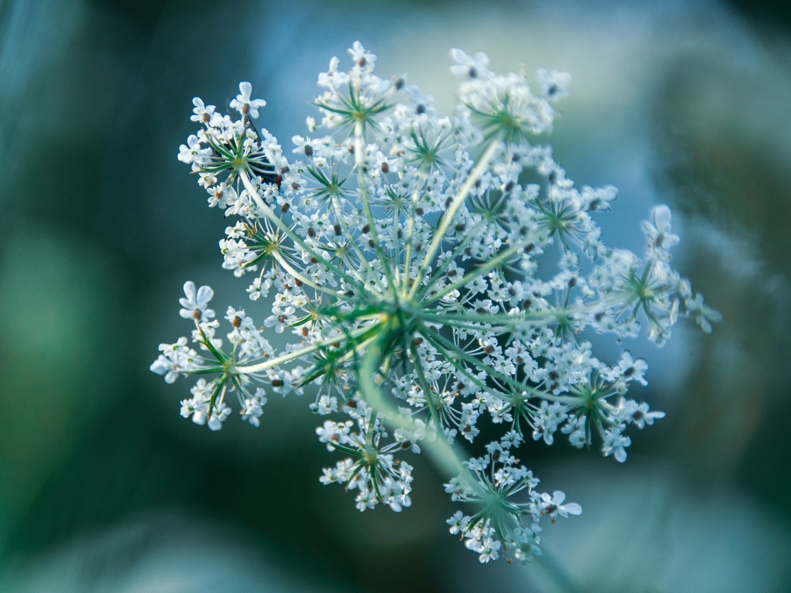 Белое цветущее полевое растение