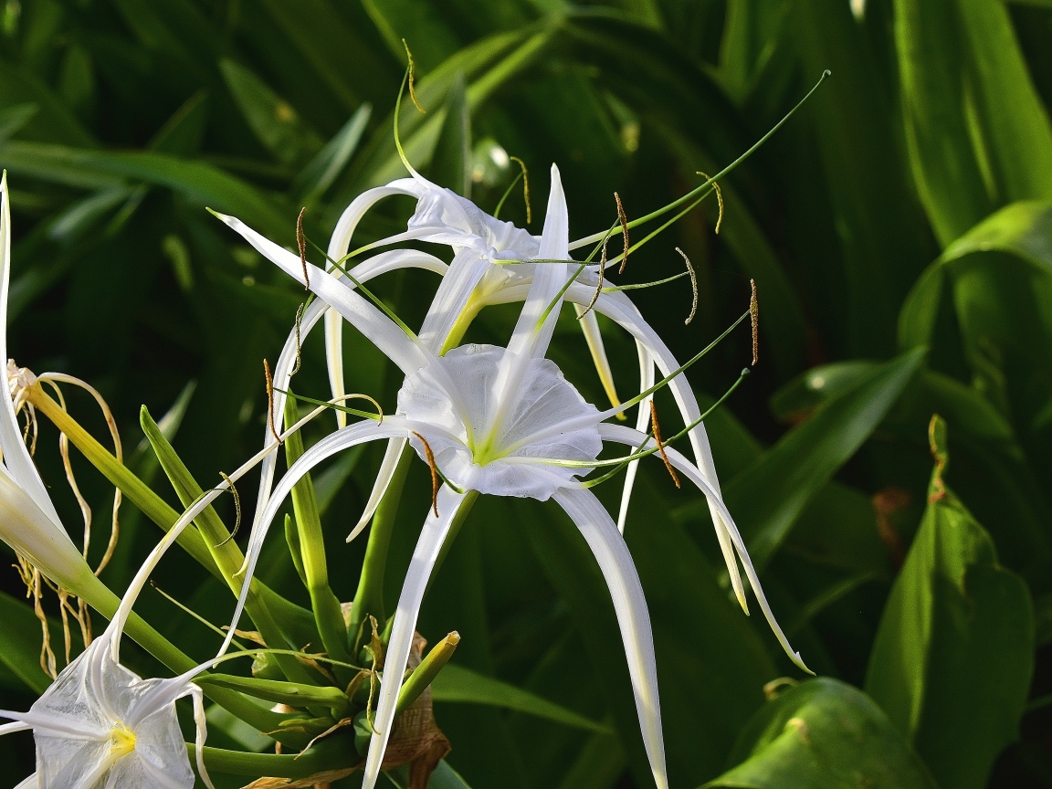 Белые комнатные лилии крупным планом