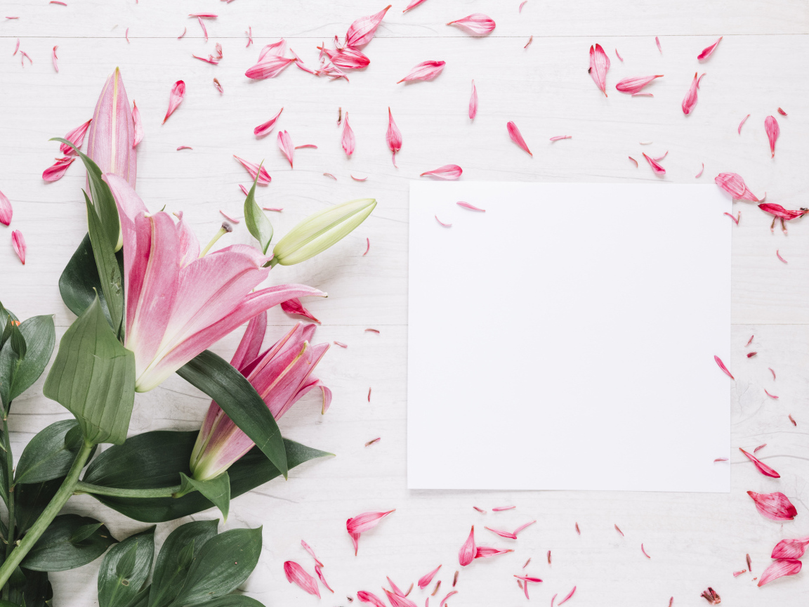 Белый лист с розовыми цветами лилии