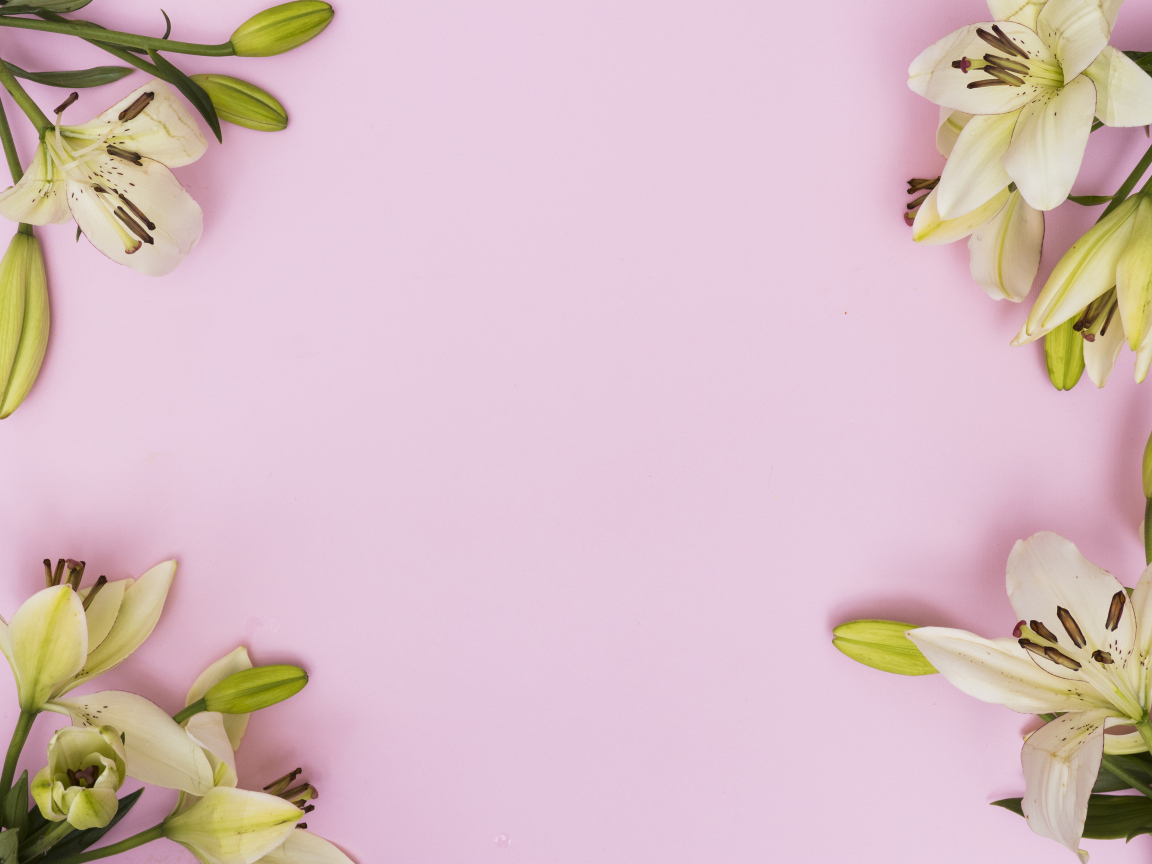 Белые лилии на розовом фоне, фон для открытки