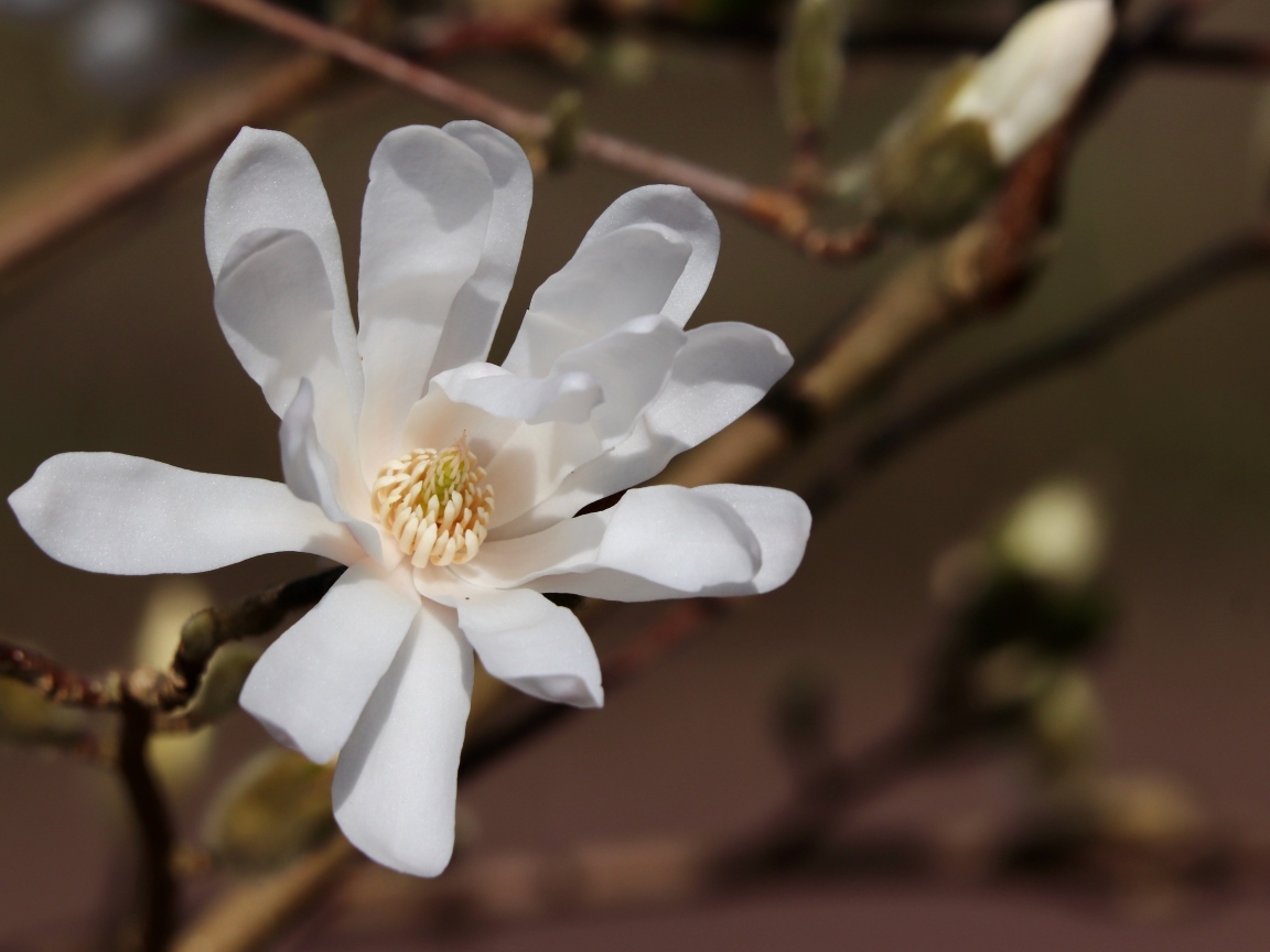 Белый цветок магнолии на ветке крупным планом