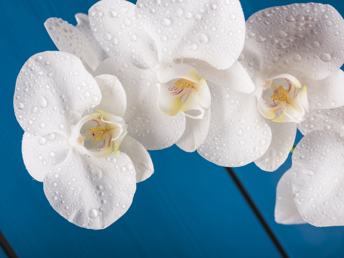 Белые цветы орхидеи на голубом фоне