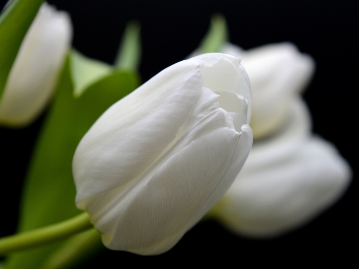 Белый настоящий тюльпан крупным планом