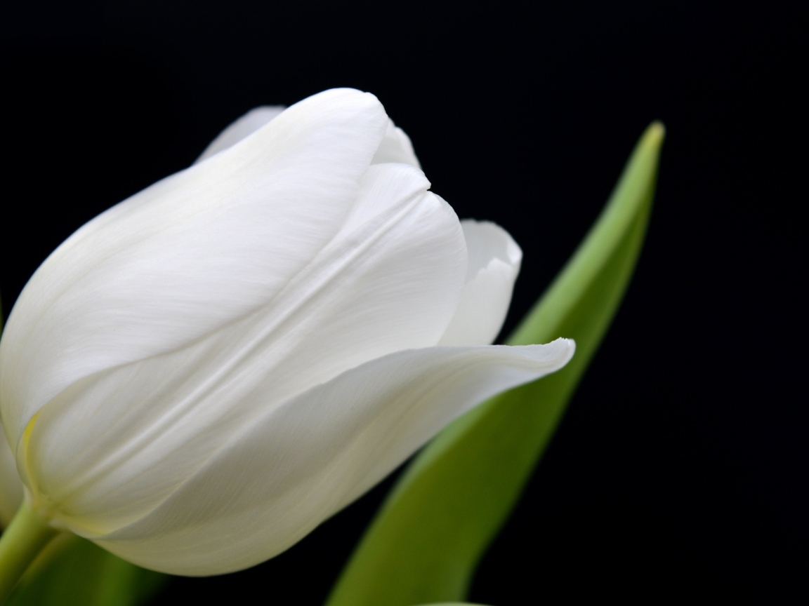 Белый тюльпан с тонкими лепестками на черном фоне