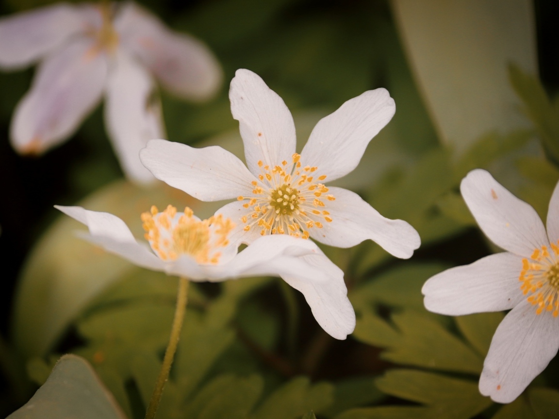 Белые полевые цветы ветреница