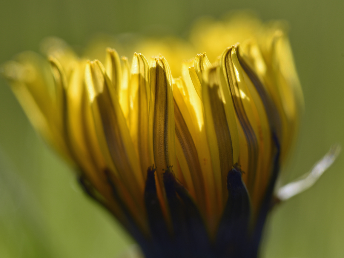 Желтый распускающийся цветок хризантемы крупным планом