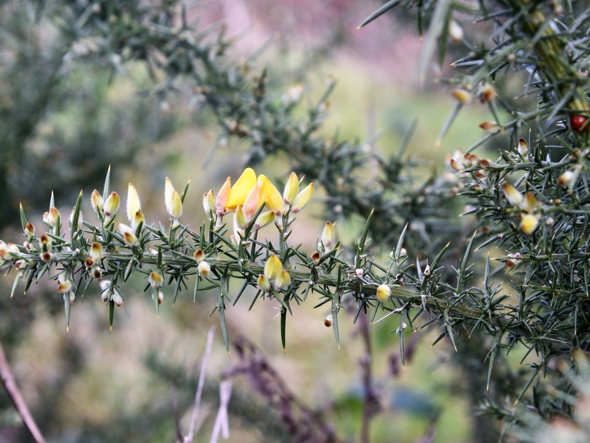 Желтые цветы на ветке хвойного дерева 
