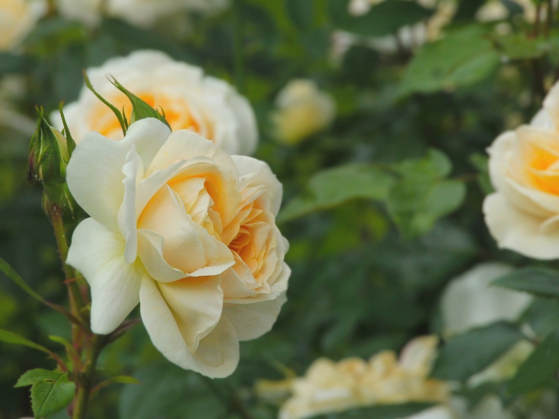 Желтые парковые розы с бутонами