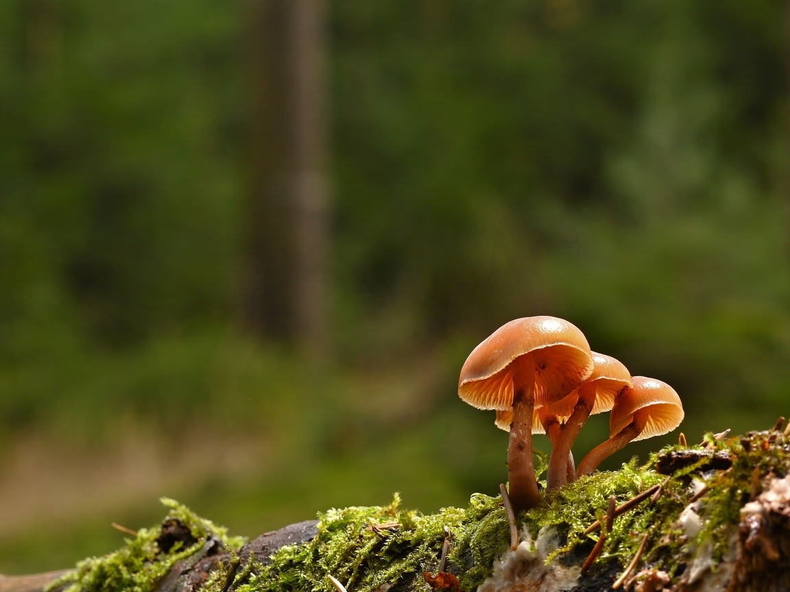 Пластинчатые грибы на покрытой мхом земле