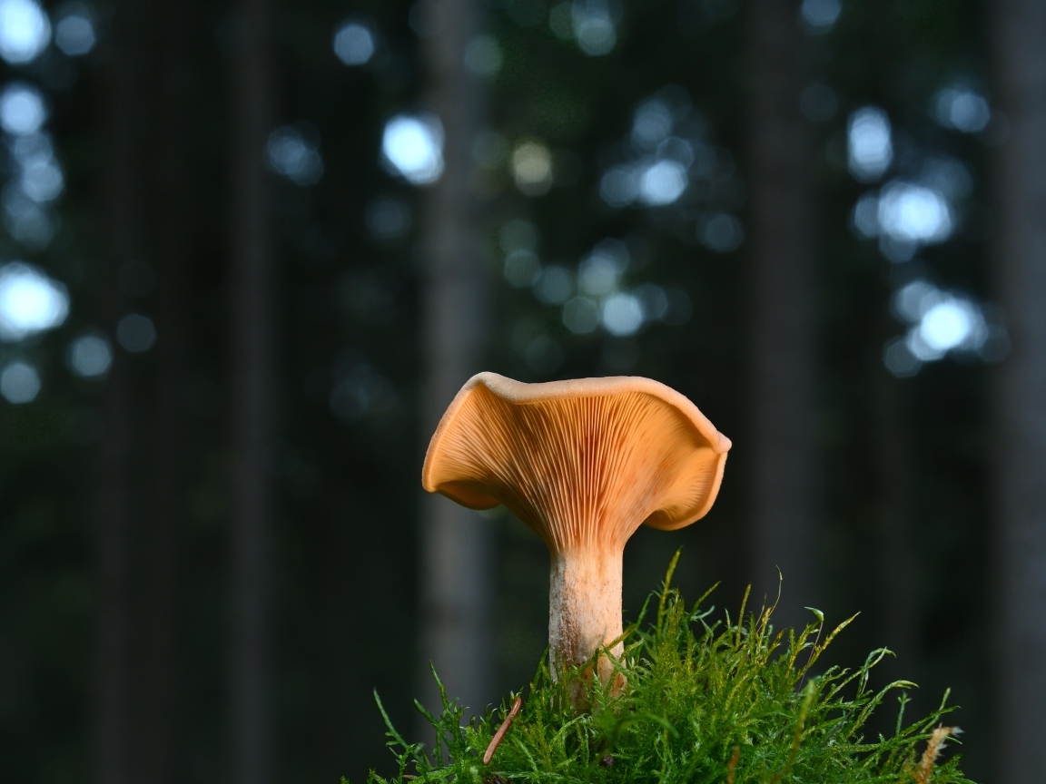 Гриб с зеленым мхом крупным планом