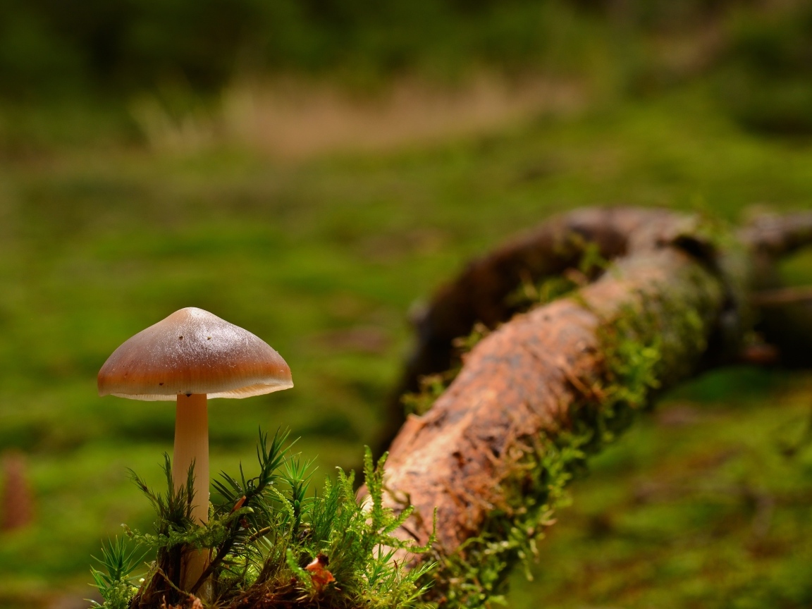 Гриб с зеленым мхом на ветке дерева