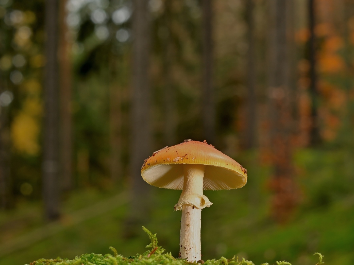 Оранжевый гриб растет в лесу