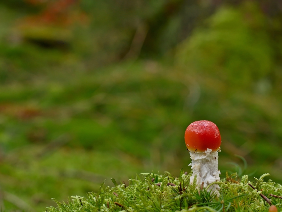 Маленький растущий гриб мухомор в лесу
