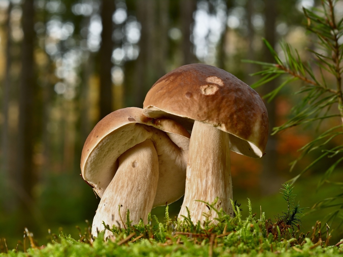 Два больших подберезовика в лесу