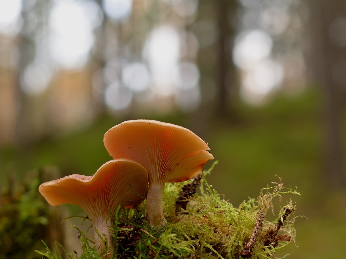 Два гриба рядом на покрытой мхом земле в лесу