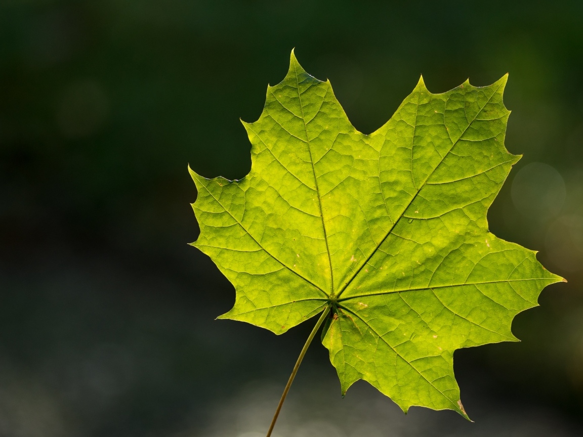 Красивый зеленый лист клена