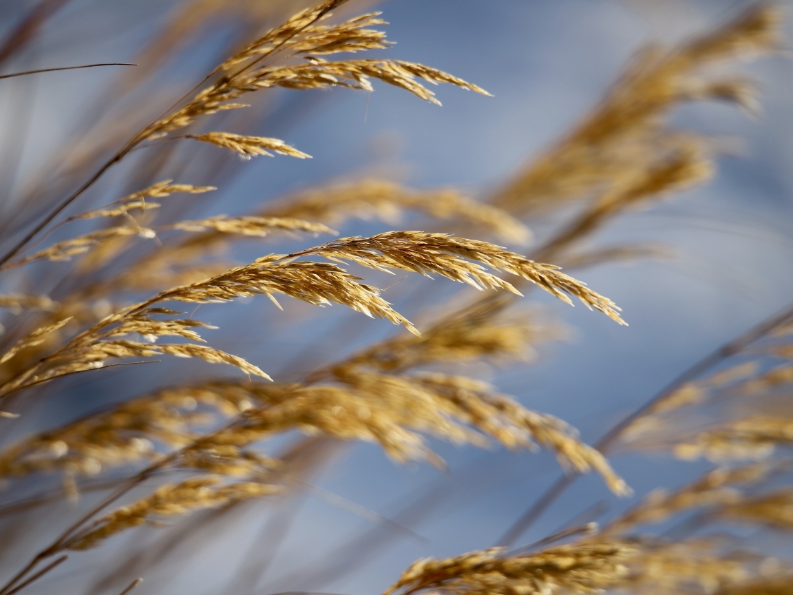 Колосья полевой травы крупным планом