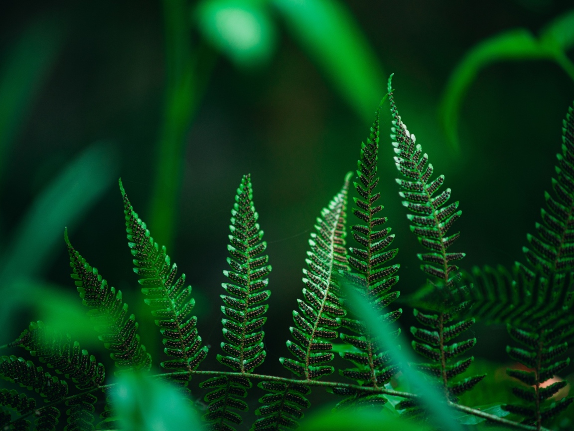 Зеленые листья папоротника крупным планом