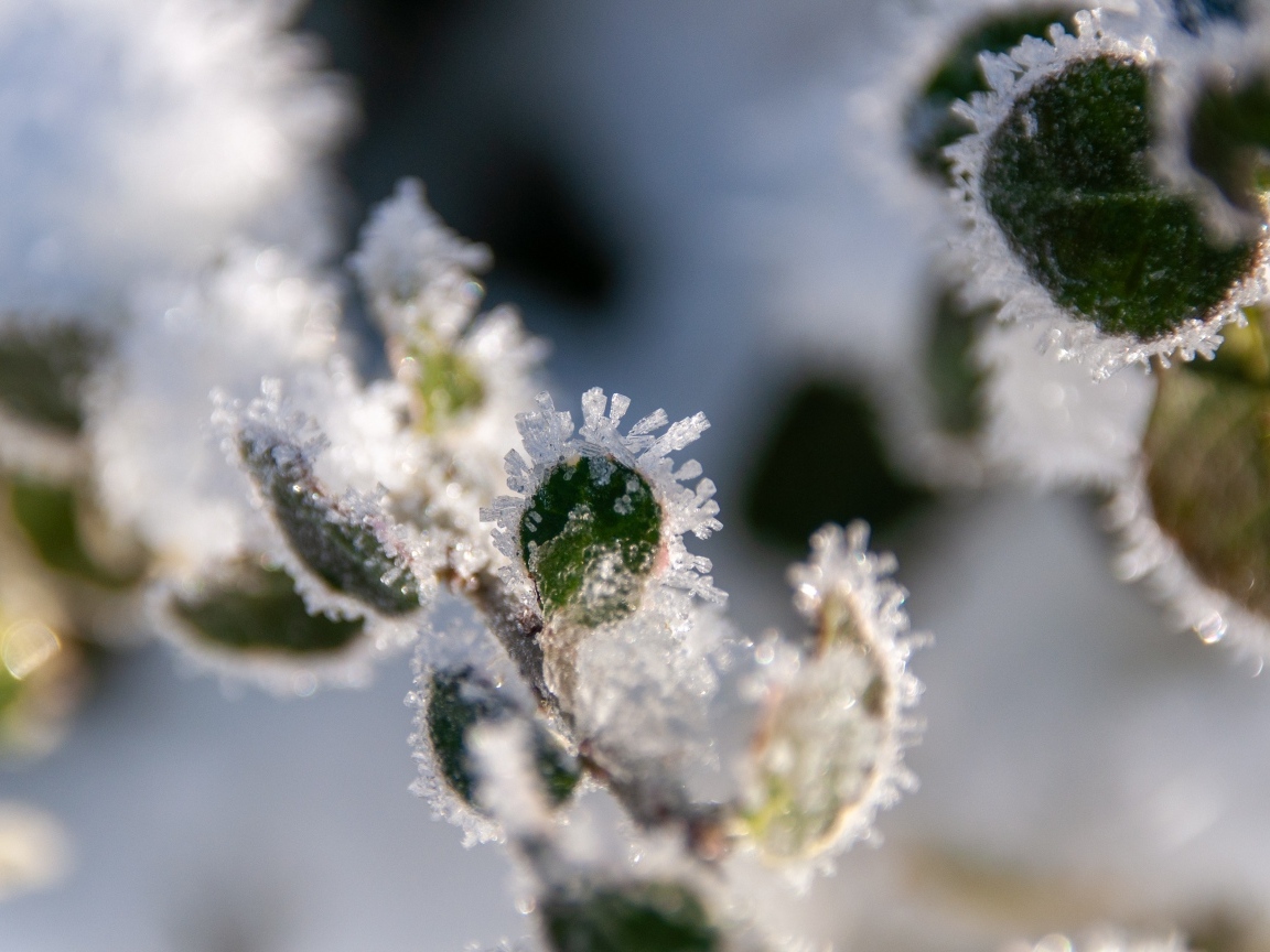 Зеленые листья покрытые холодным инеем