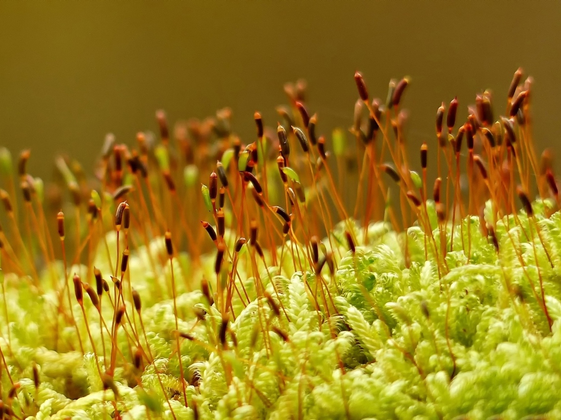 Зеленый мох на земле крупным планом