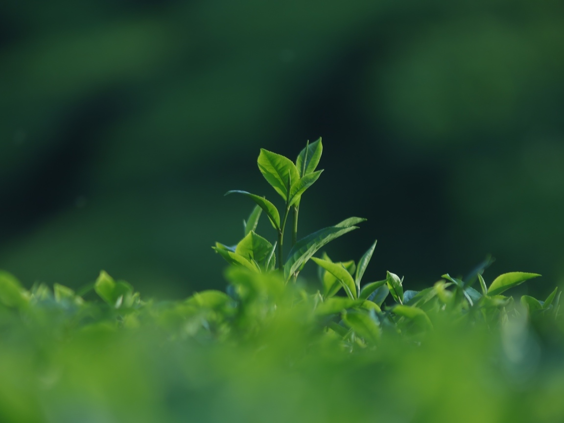 Зеленые листья чая на плантации