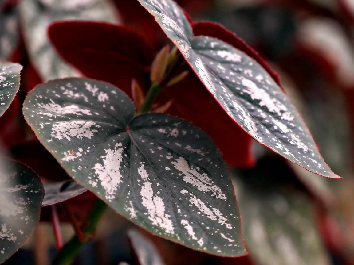 Огромные зеленые с белыми полосками листья растения