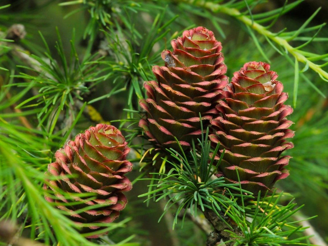 Большие шишки на ветках хвойного дерева
