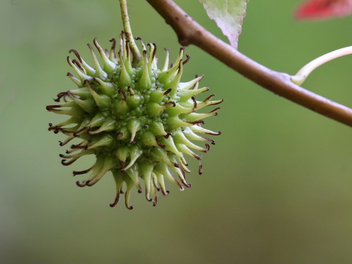 Колючий плод на ветке дерева