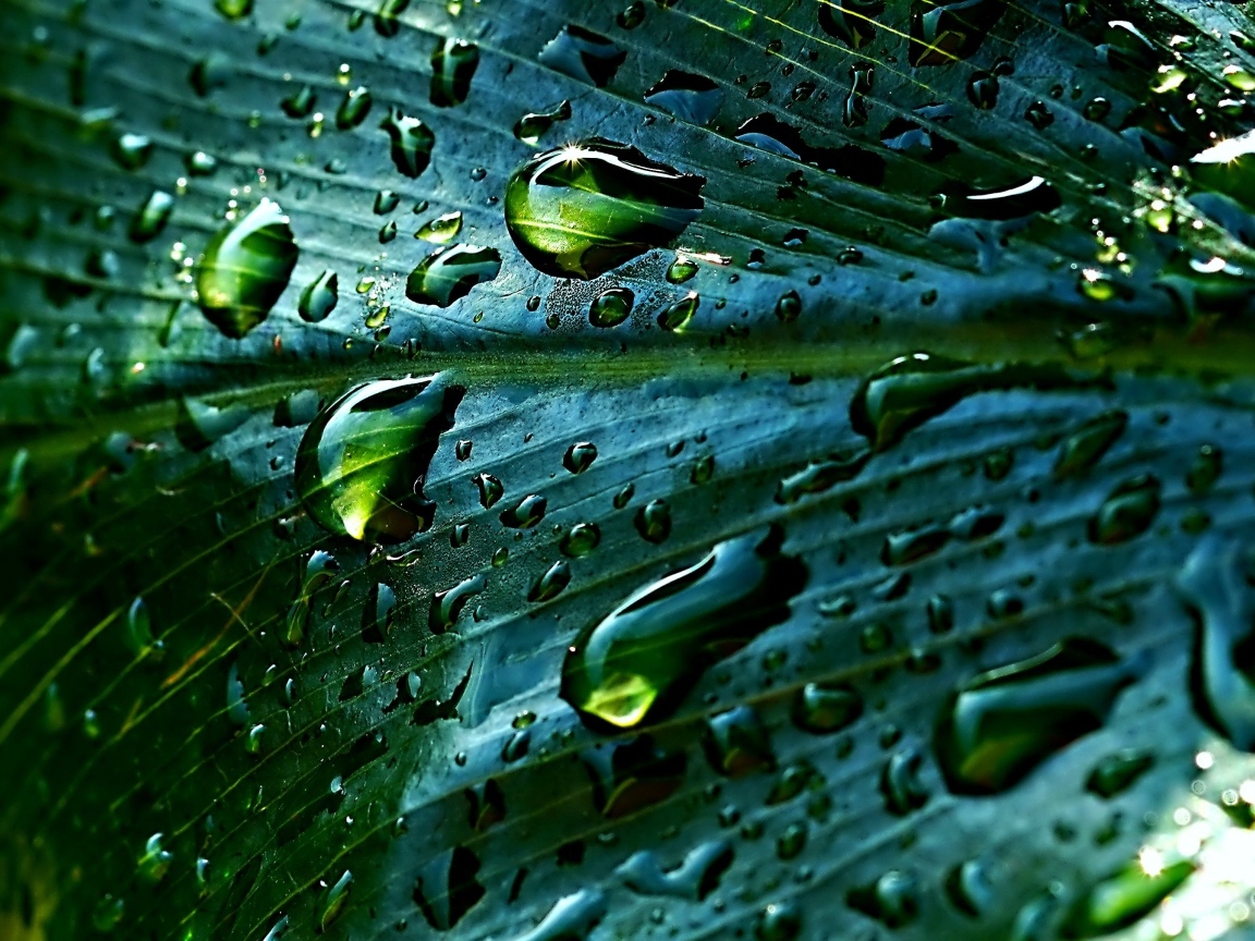 Дождевые капли на зеленом листке