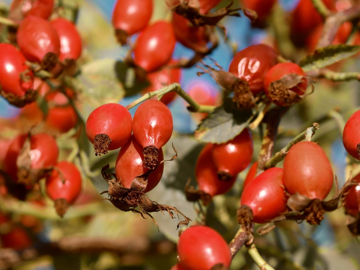 Красные ягоды шиповника на ветках
