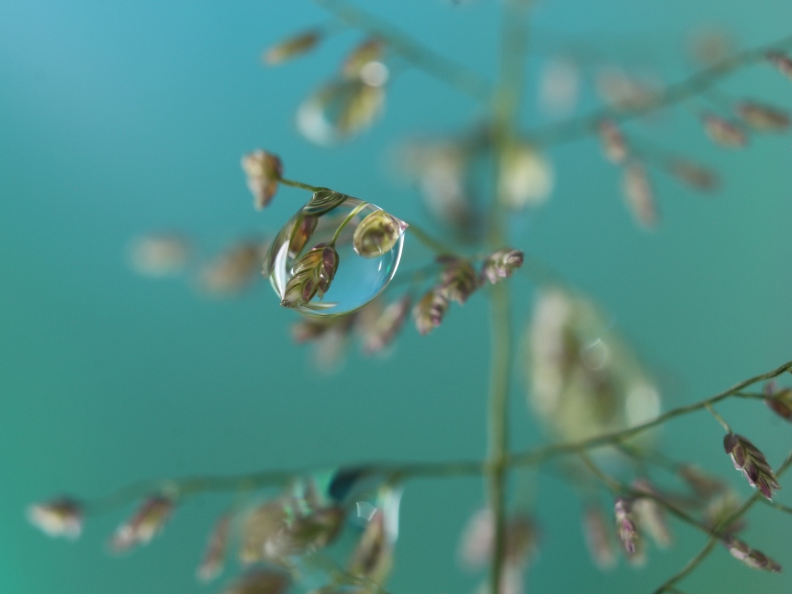 Прозрачная капля на колоске 