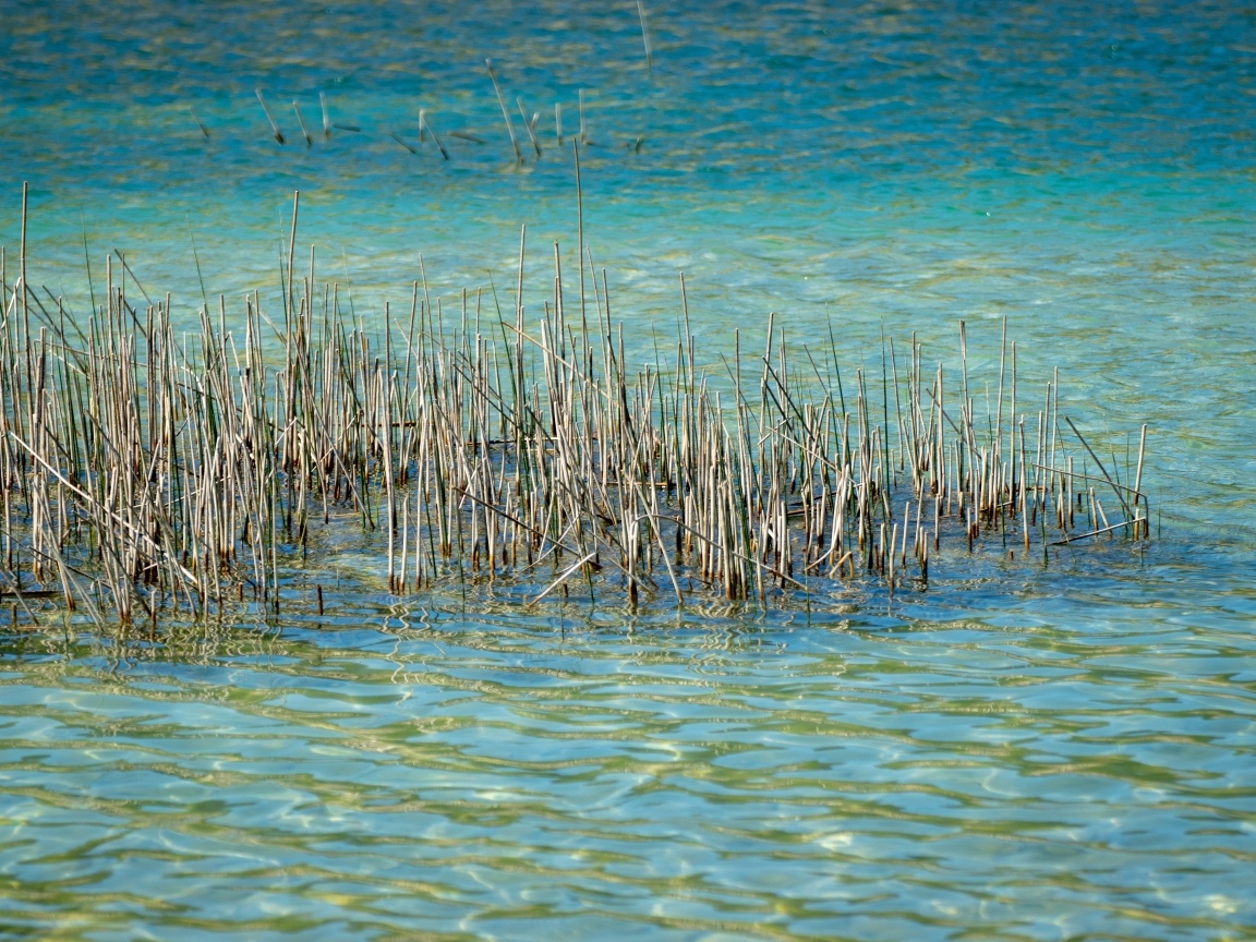 Камыши растут в голубой воде озера