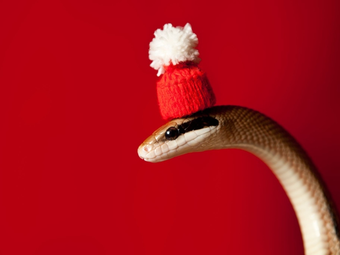 Змея в новогодней шапке на красном фоне