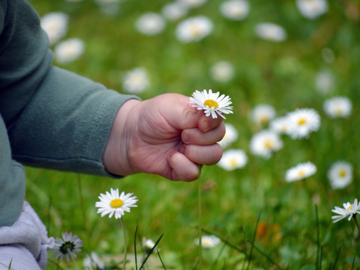 Рука ребенка держит белую ромашку
