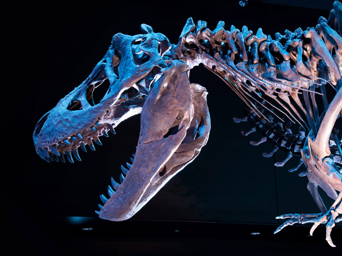 Скелет тираннозавра на черном фоне