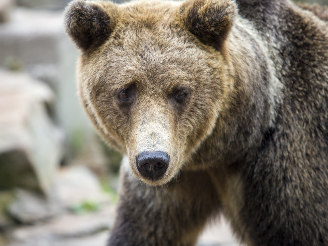 Большой бурый медведь с черным носом