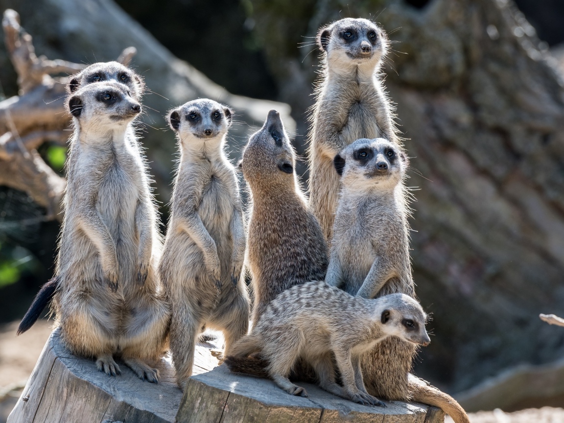 Семейство сурикатов сидит на сухом пне