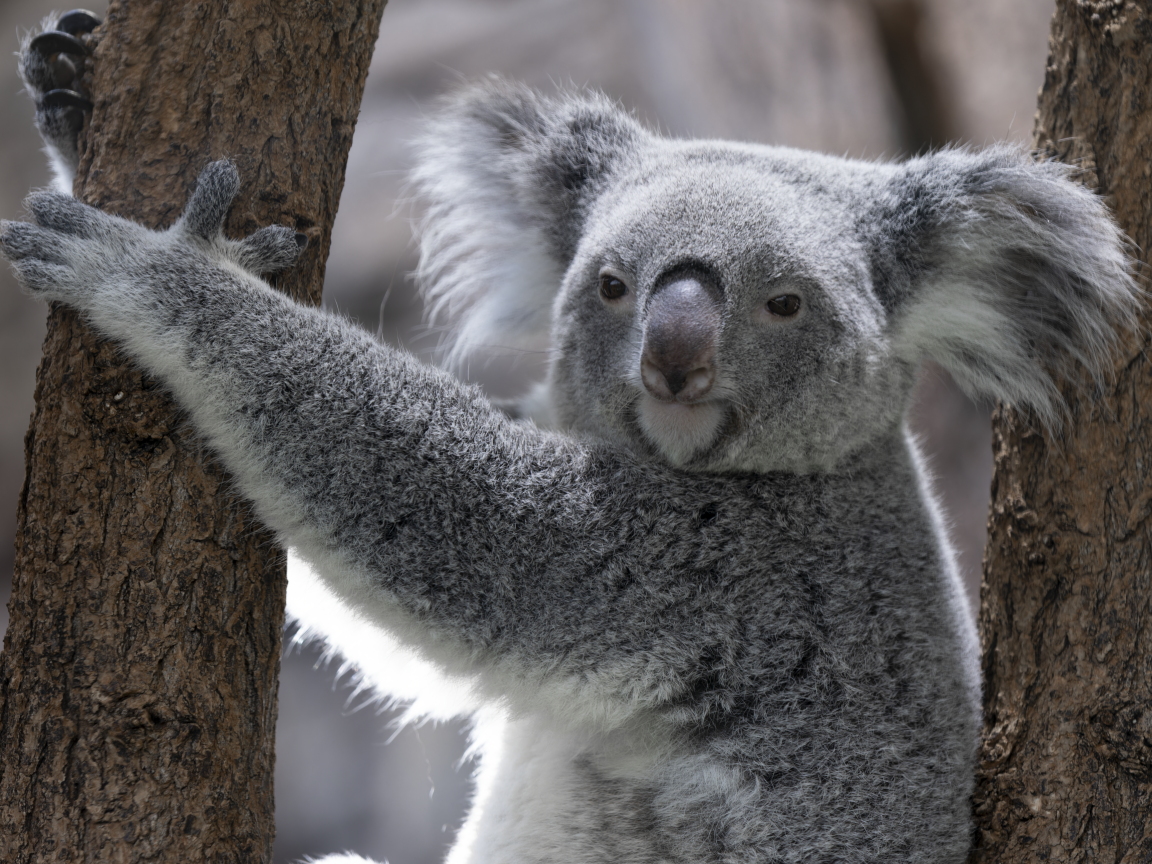 Большая коала висит на дереве