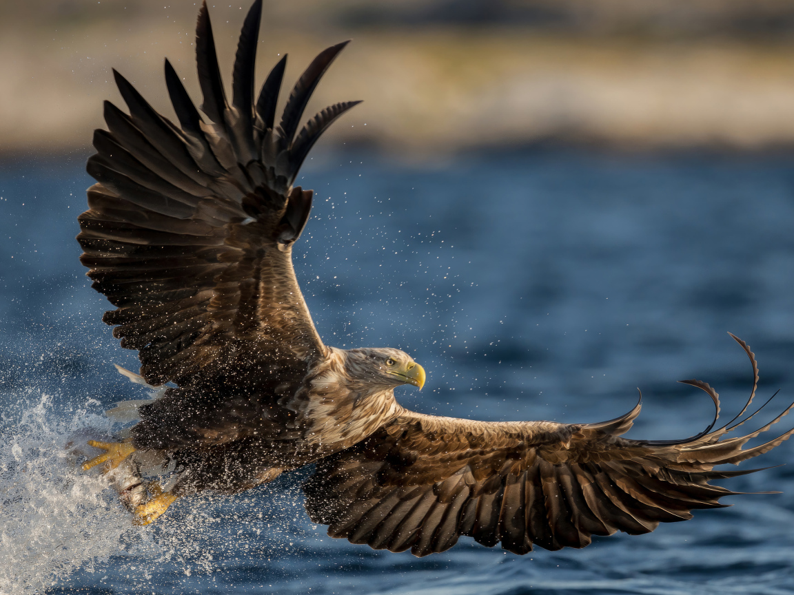 Большой орел охотится в воде