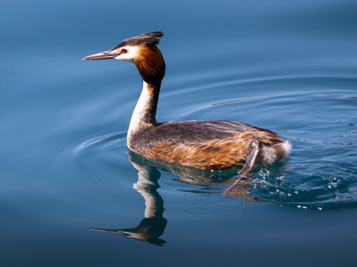 Утка гагара плывет по воде